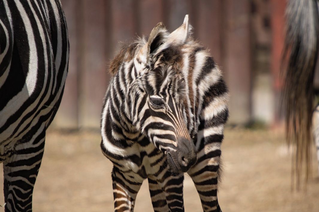 V liberecké zoo se narodilo mládě silně ohrožené zebry bezhřívé