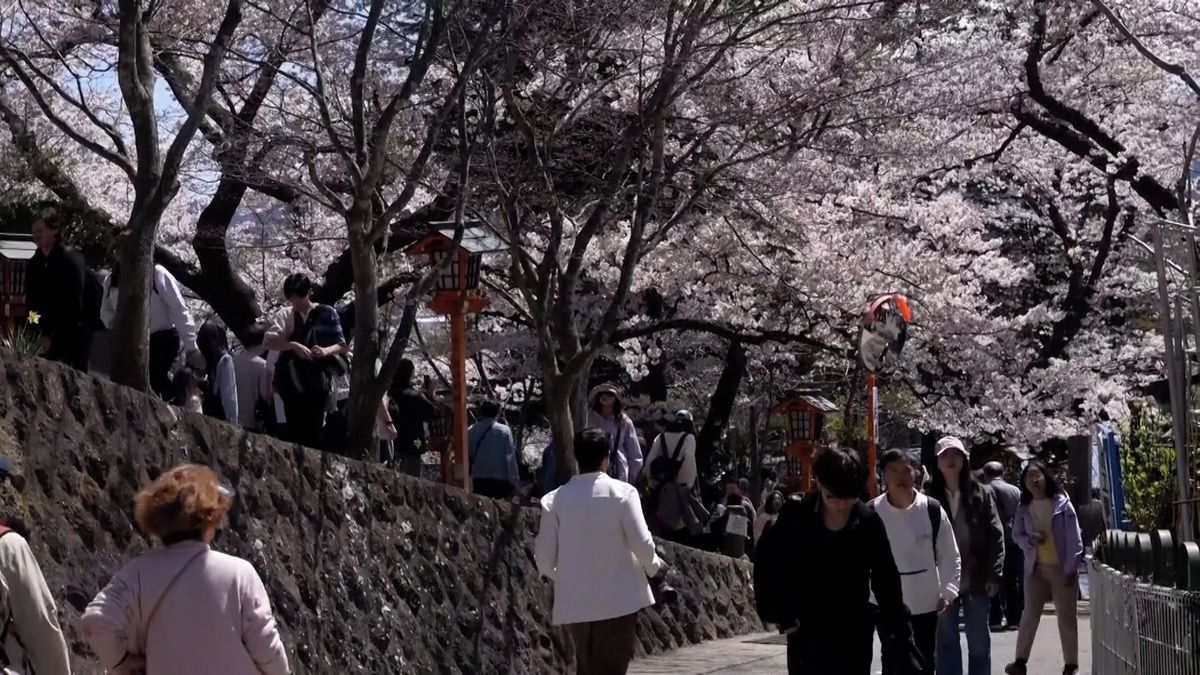 Sociální sítě způsobily v Japonsku krizi. Hordy turistů lační po rozkvetlých třešních
