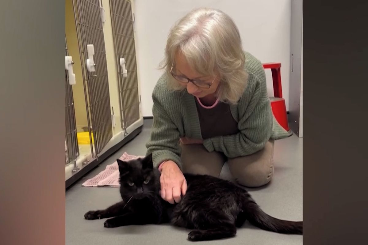 Žena se po 12 letech setkala se ztraceným kocourem, našel se nedaleko bývalého domova