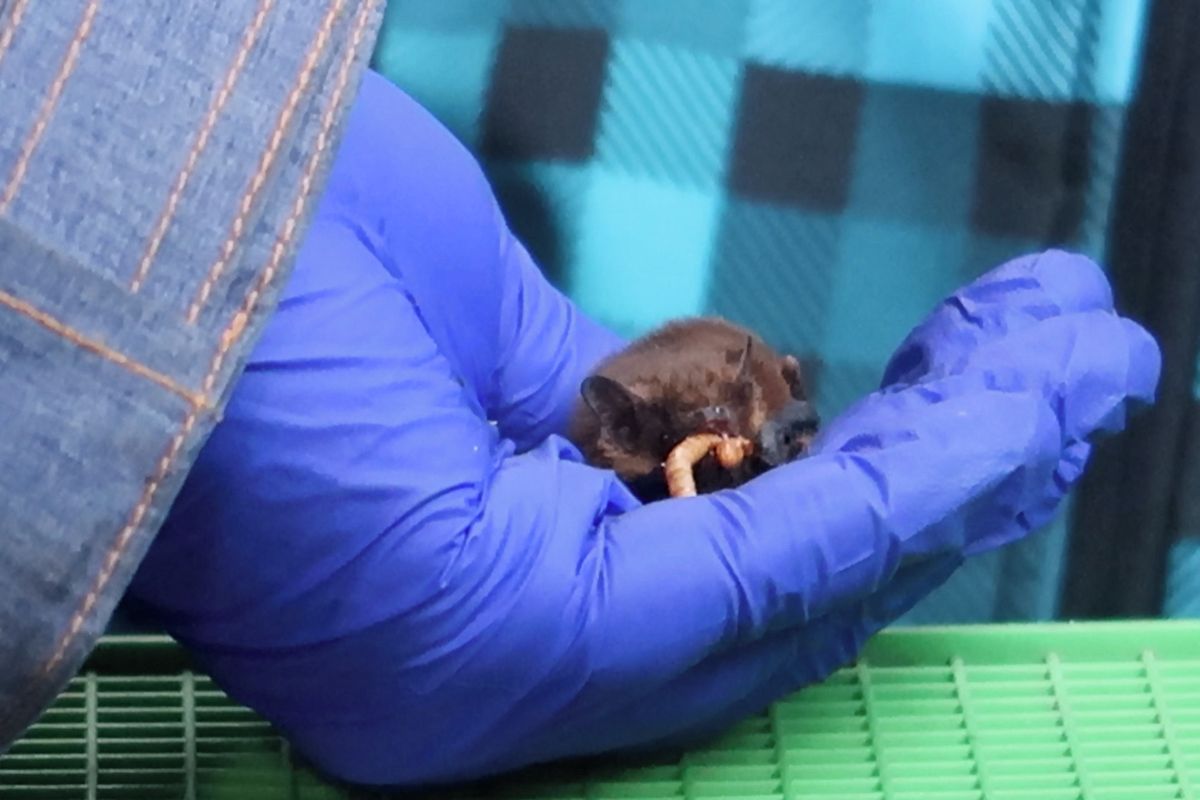 Netopýří show. V Plzni vypustili desítky zachráněných zvířat