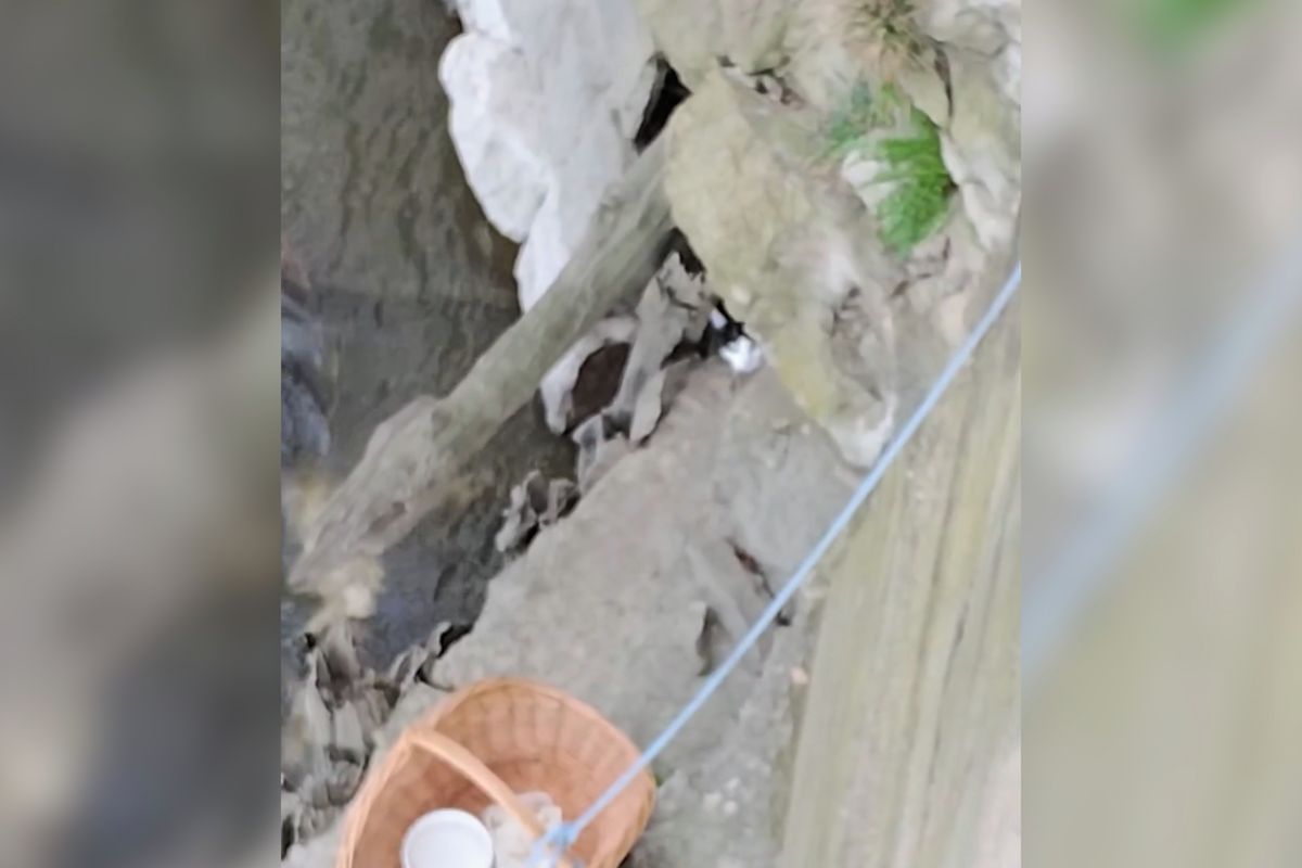 Kočka v nesnázích. V Břeclavi zachraňovali zvíře uvízlé v kamenném břehu Dyje