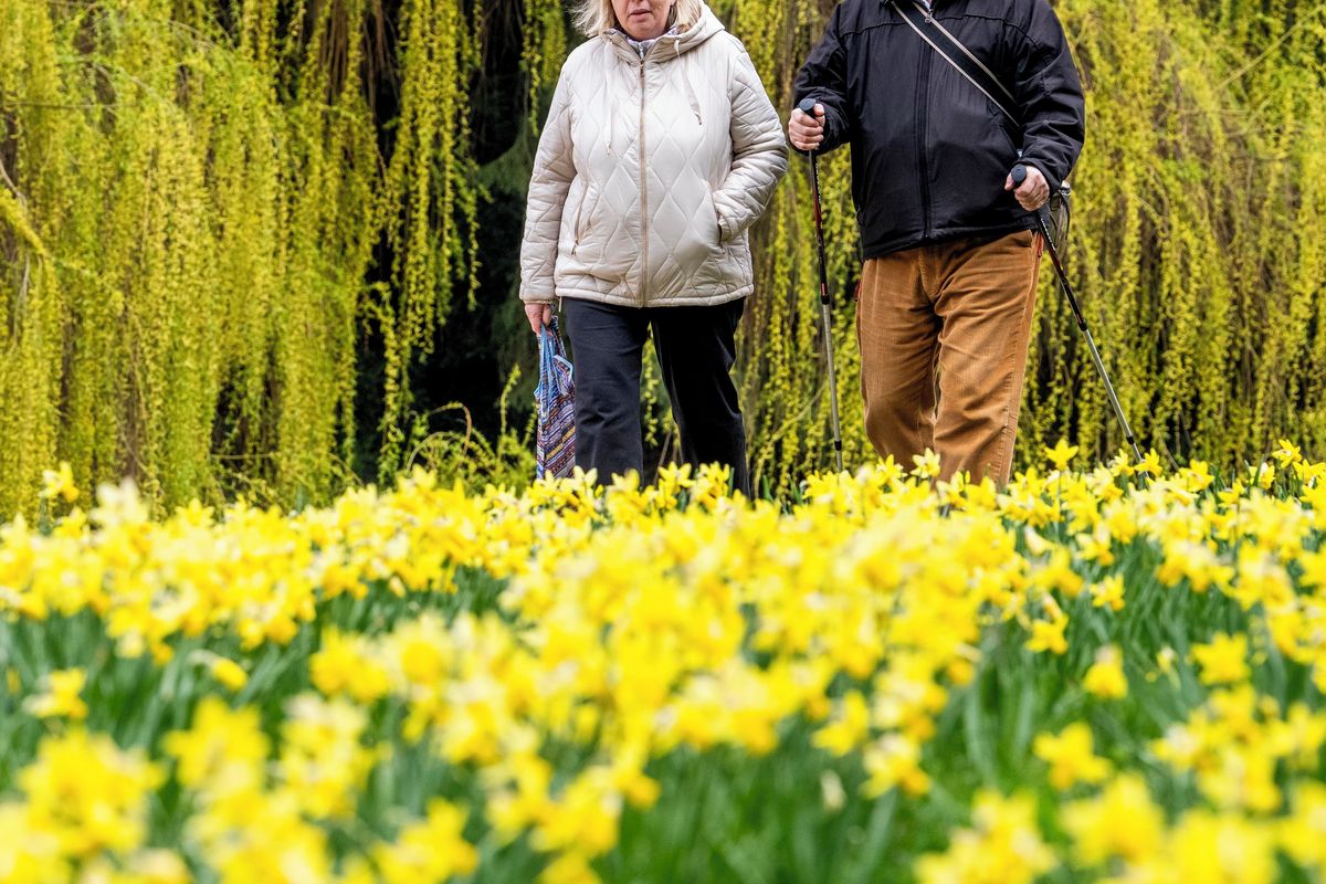 FOTO: Záplavy narcisů barví louky do žluta