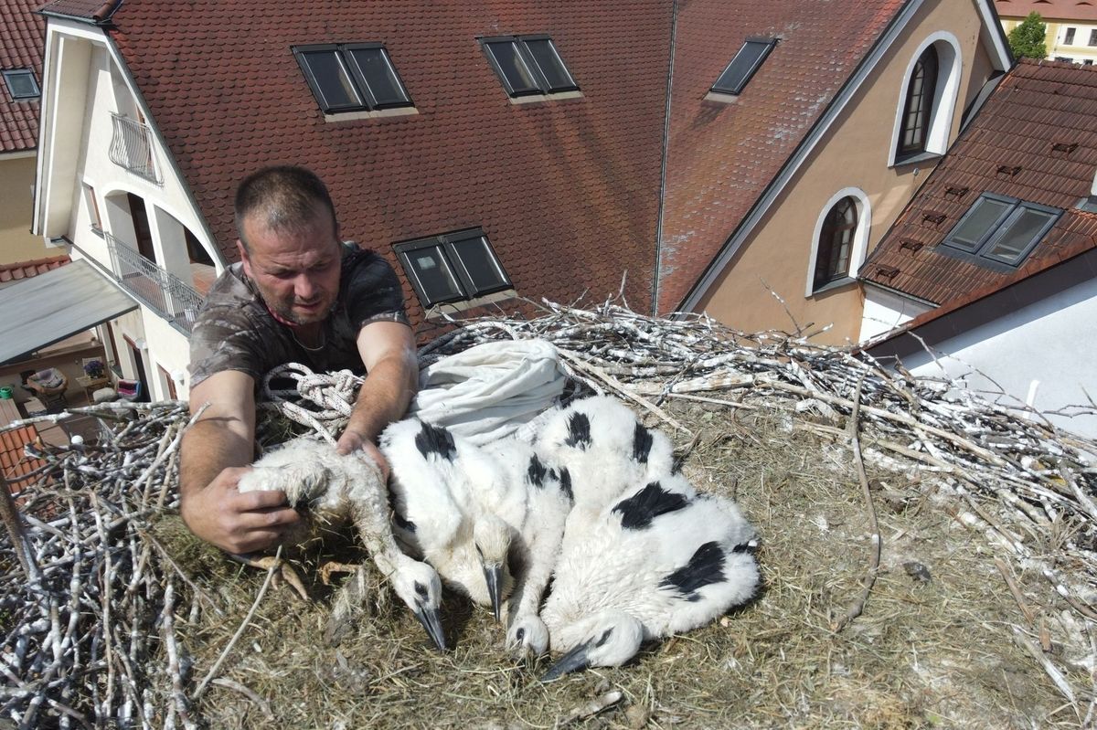 Kulový blesk na čapí způsob. Čtyři osiřelá mláďata putovala v jeden den do tří adoptivních hnízd
