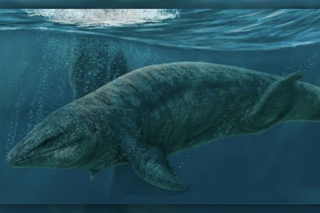 Mořský predátor z doby dinosaurů. Vědci popsali tvora, který dominoval pobřežním vodám dnešního Mexika