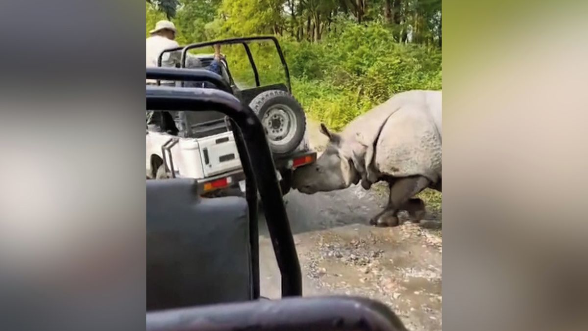 Děsivé setkání na safari. Nosorožec dorážel na džíp s turisty a skoro ho převrátil