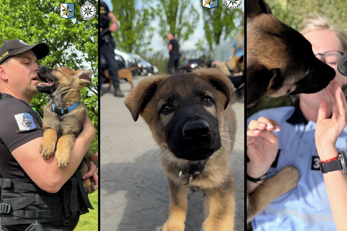 Lumpové, třeste se! Tlapková patrola na severu Moravy posílila o nováčky