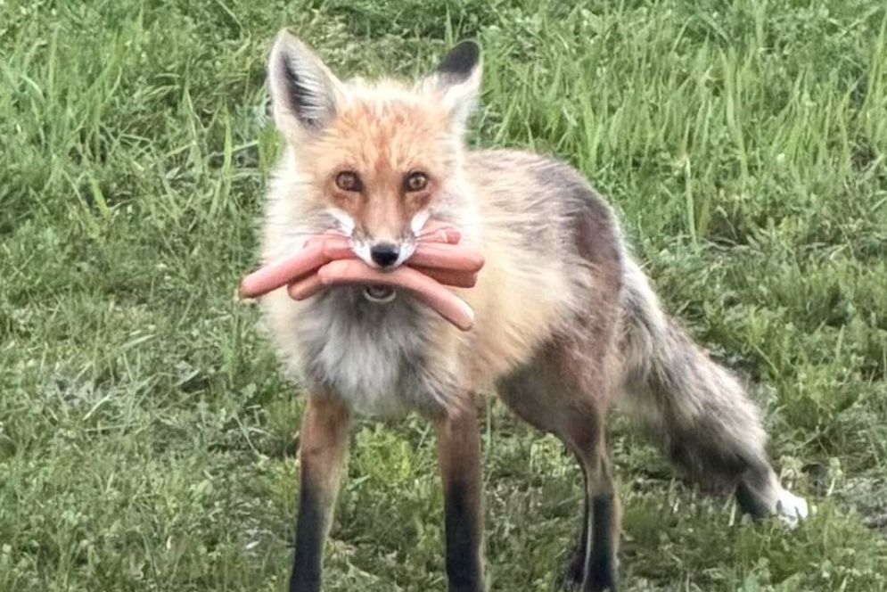 Kanadská policie dopadla zlodějského lišáka. Měl tlamu plnou párků