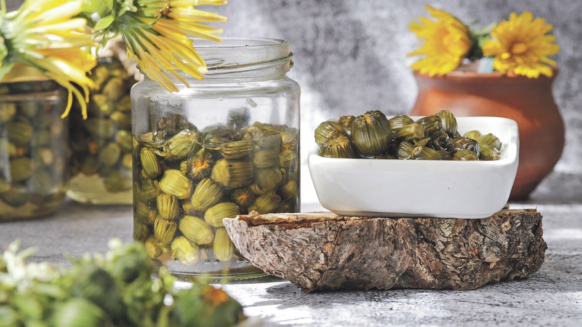 Recept na pampeliškové „kapary“