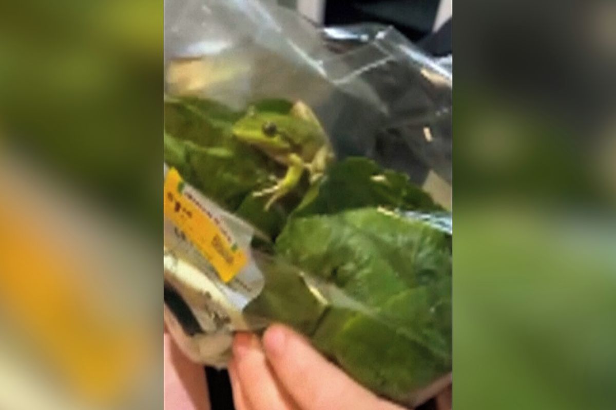 V sáčku se salátem ze supermarketu se schovávala malá žabka, na grilu neskončila