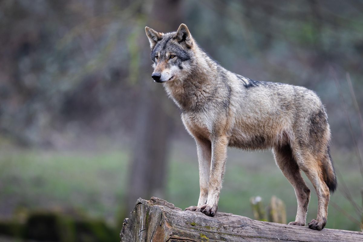 Načerno chovaný vlk se procházel ulicemi Skopje, skončil v zoo