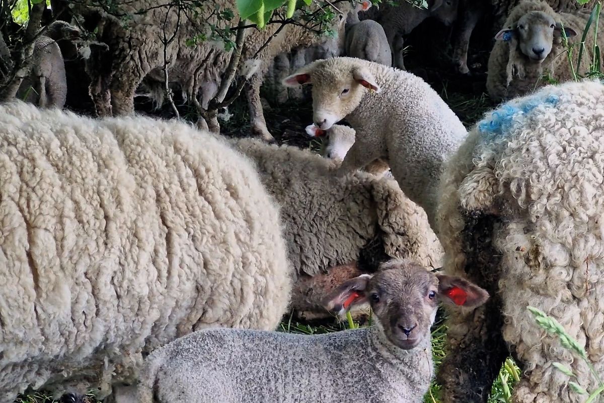 Na pastvině ve Žďárských vrších se narodilo kolem dvou set jehňat, farmář je chrání i před vlky