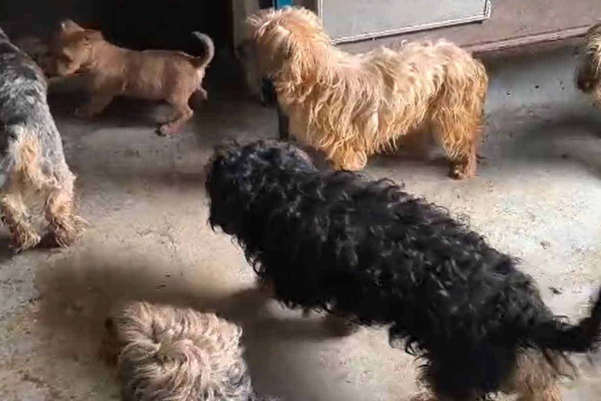 Veterináři odhalili množírnu psů na Mladoboleslavsku