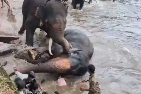 Slon v indickém safari parku rozdrtil ženu před zraky manžela a dcery. Svědci zachytili tragédii na video