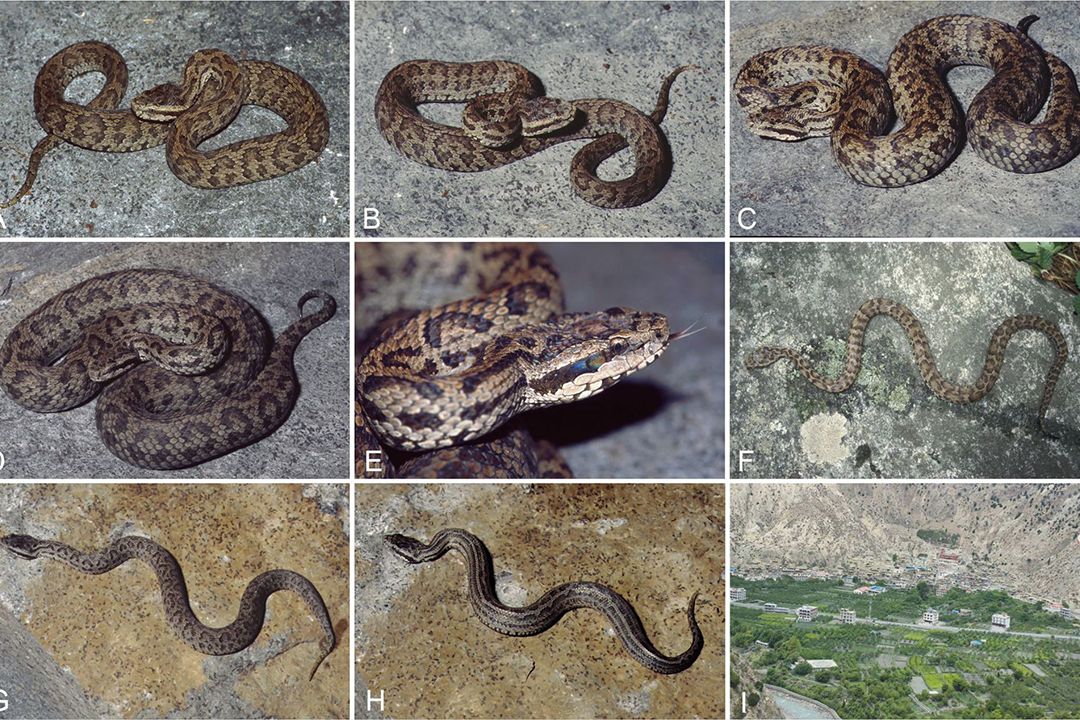 Vědci objevili díky muzejním exemplářům tři nové evoluční linie himálajské zmije