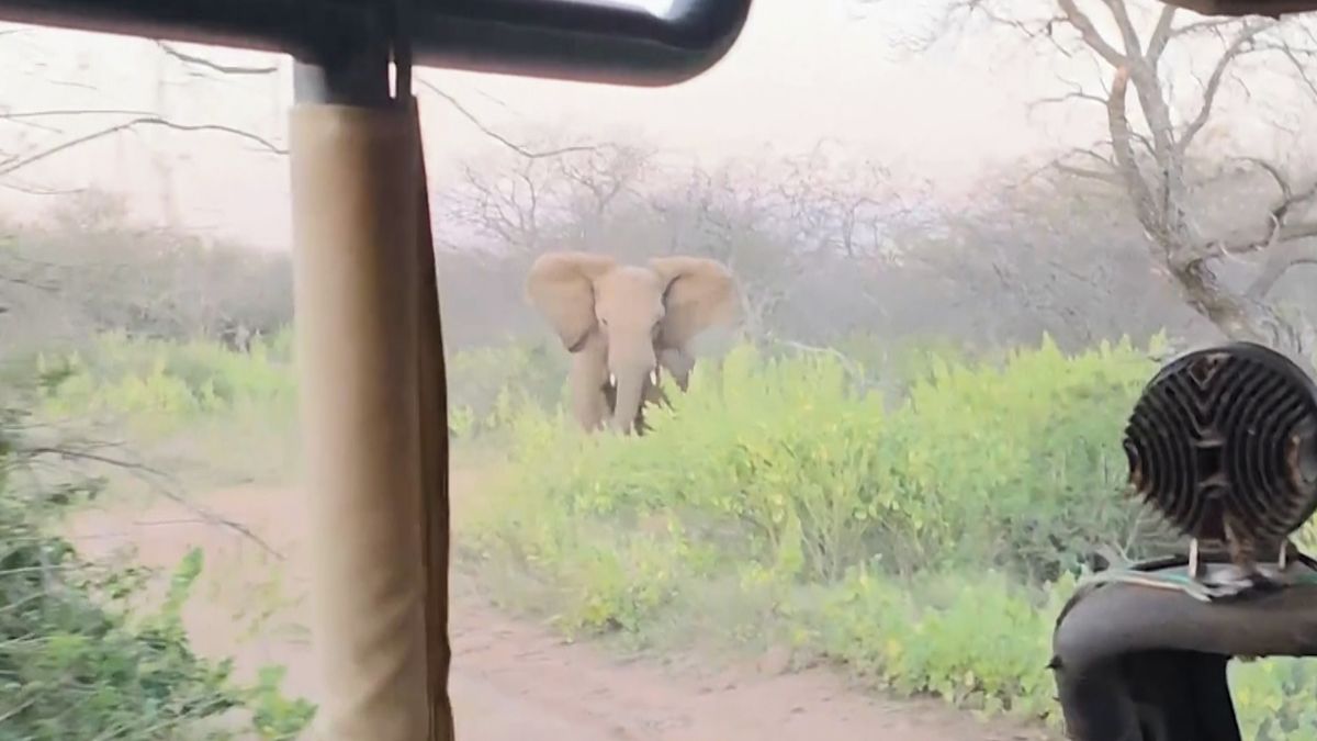 Drama na safari. Turisty v džípu začal pronásledovat slon