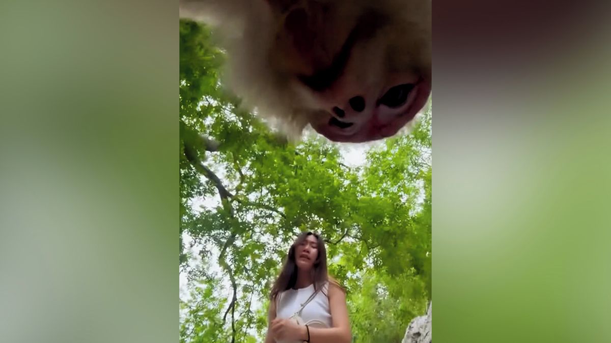 Turistka se kvůli videu vzdálila od telefonu. Loupeživý makak nezaváhal ani vteřinu