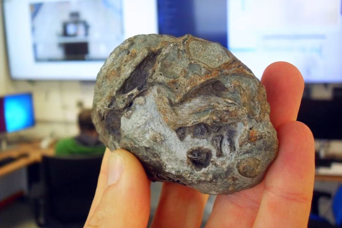 Přizpůsobil se nehostinnému světu. Lystrosaurus odhaluje počátky rozmnožování savců