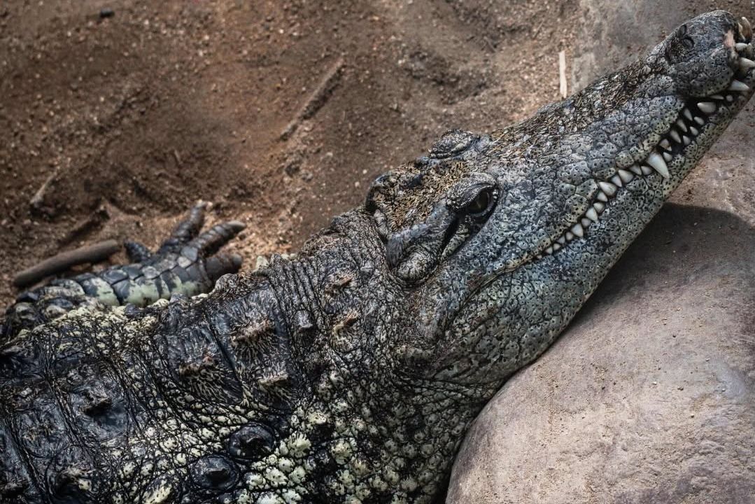 Muž v Británii hodil tříletého chlapce do výběhu krokodýlů v zoo