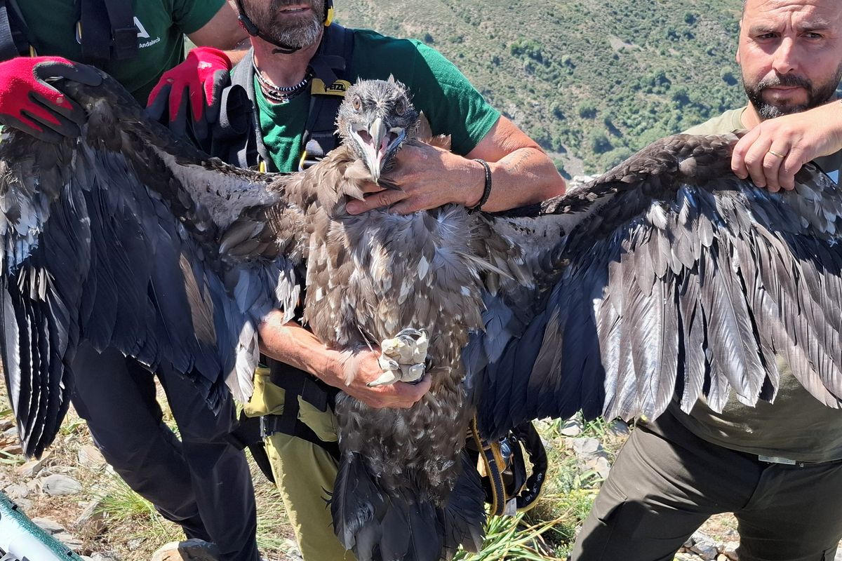 Orlosupa z pražské zoo dokrmovali trubkou na skalní římse ve španělské Andalusii