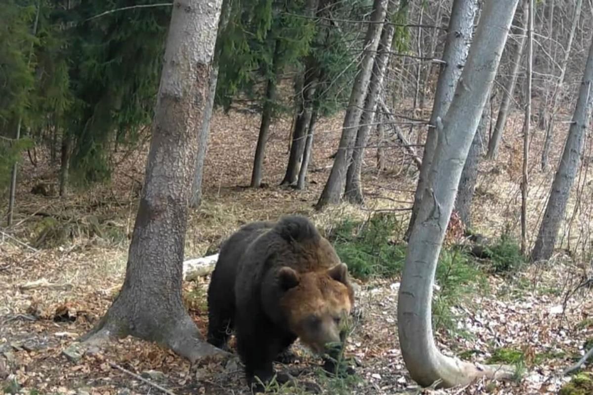 Na Slovensku útočil medvěd, zraněný muž skončil v nemocnici