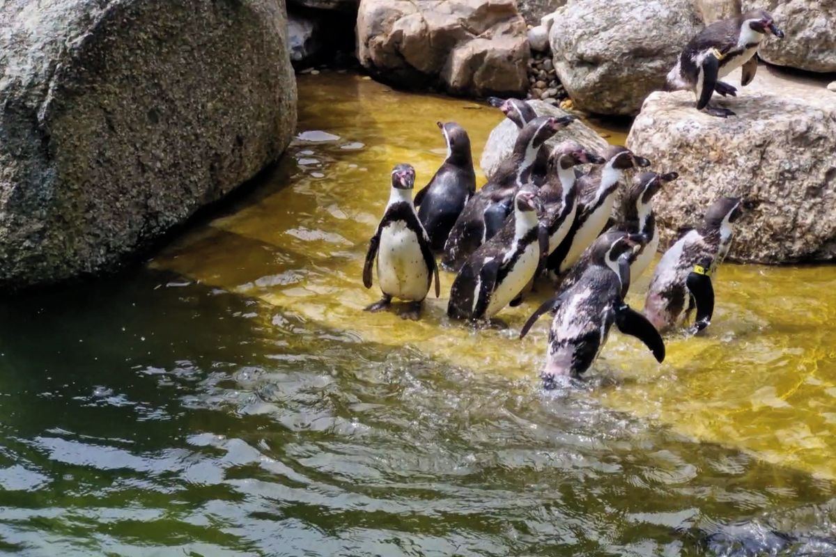 Velké stěhování v Zoo Zlín: Tučňáci dostali luxusnější domov po lachtanech