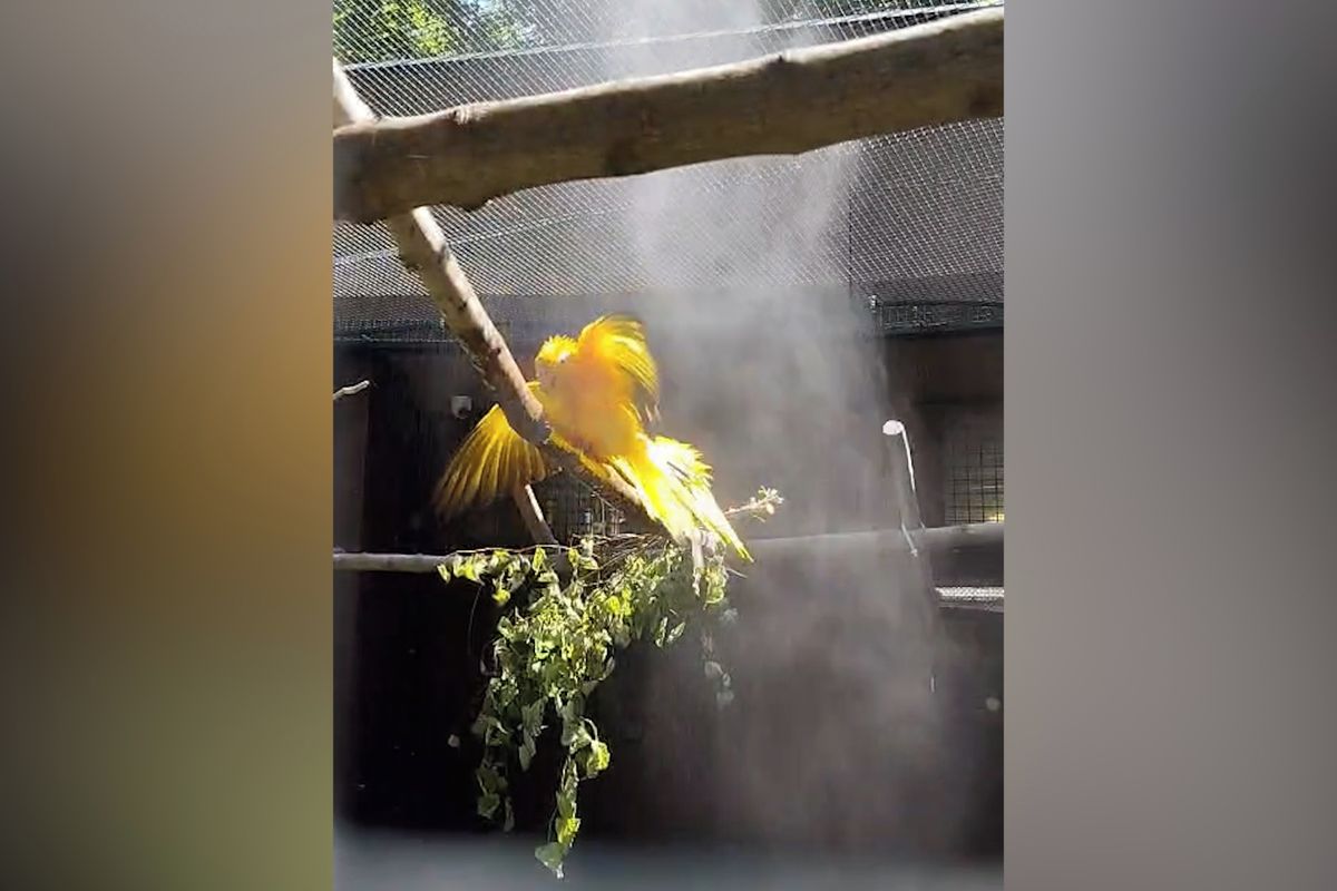 Papoušci si ve vedru užívají mlžné sprchy. Ostravská zoo chladí zvířata i návštěvníky