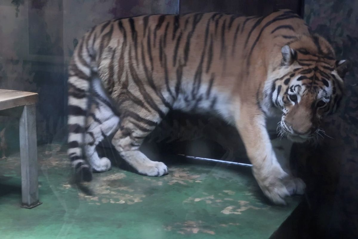 Do hodonínské zoo se vrátil tygr ussurijský, ikonický symbol zahrady