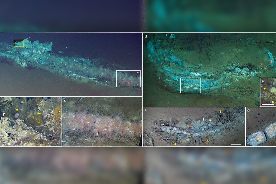 Od pravěku po současnost. Na dně Indického oceánu objevili 1200 km dlouhé pohřebiště velryb