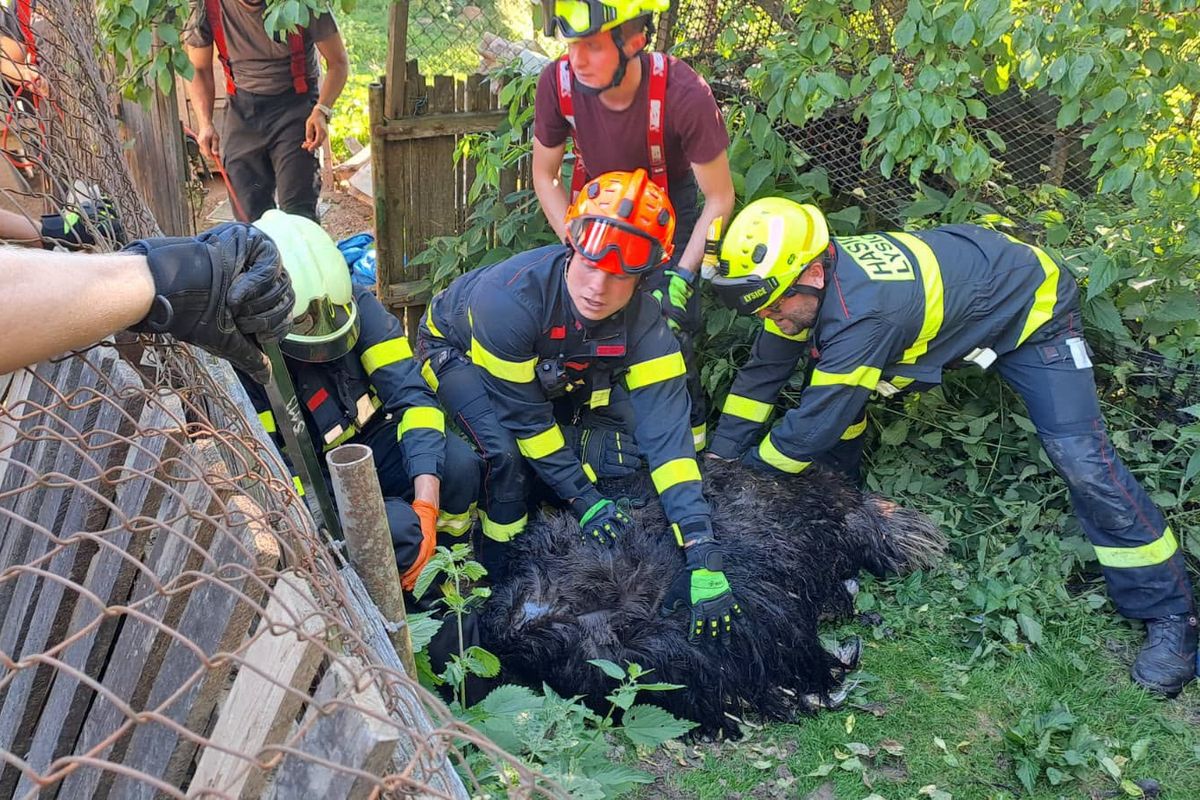 Hasiči u Boskovic zápasili s agresivním pštrosem