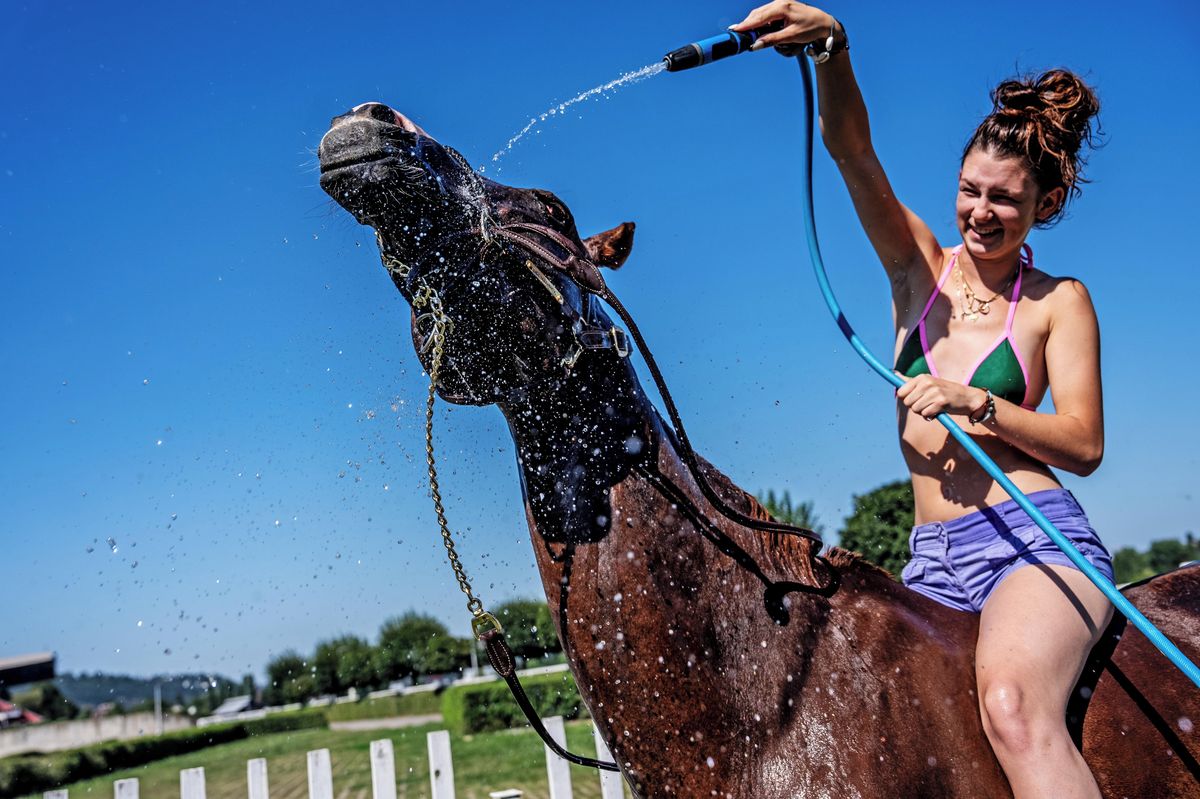 FOTO: Koně ve vedrech potřebují vodu pořád
