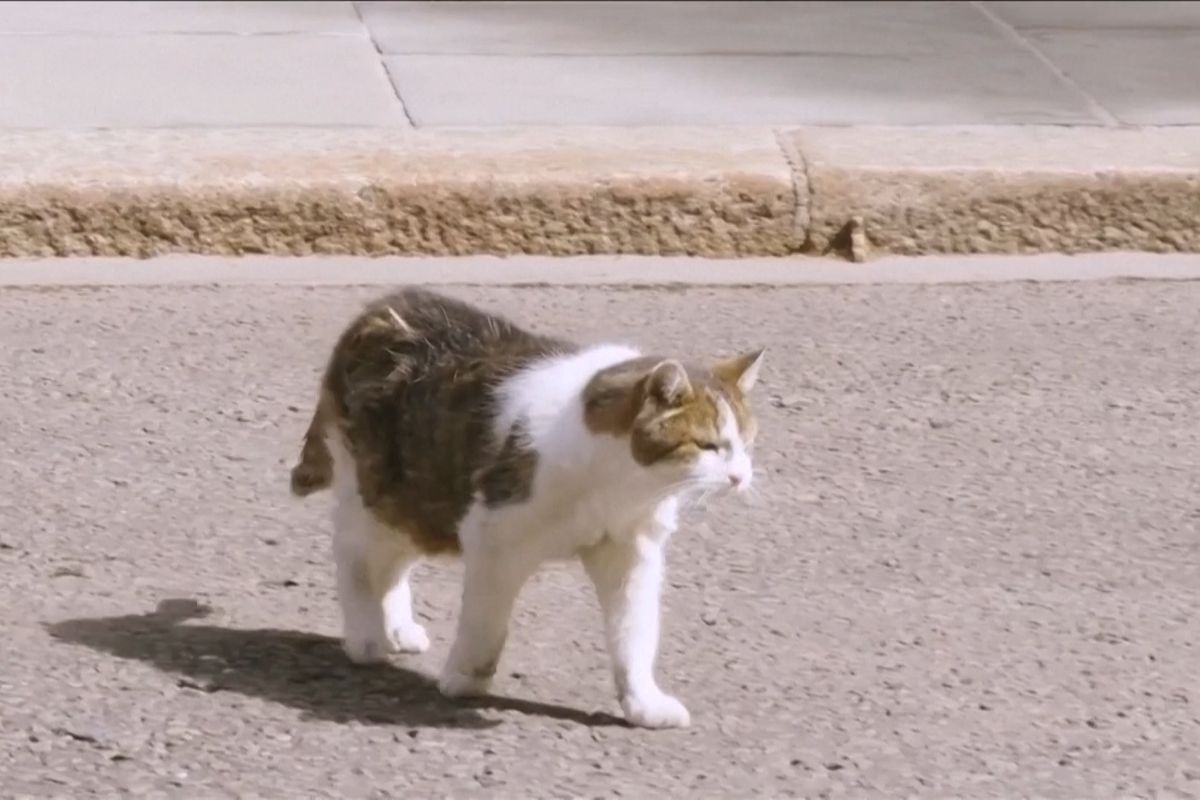 Kocour Larry se dočkal už sedmého britského premiéra