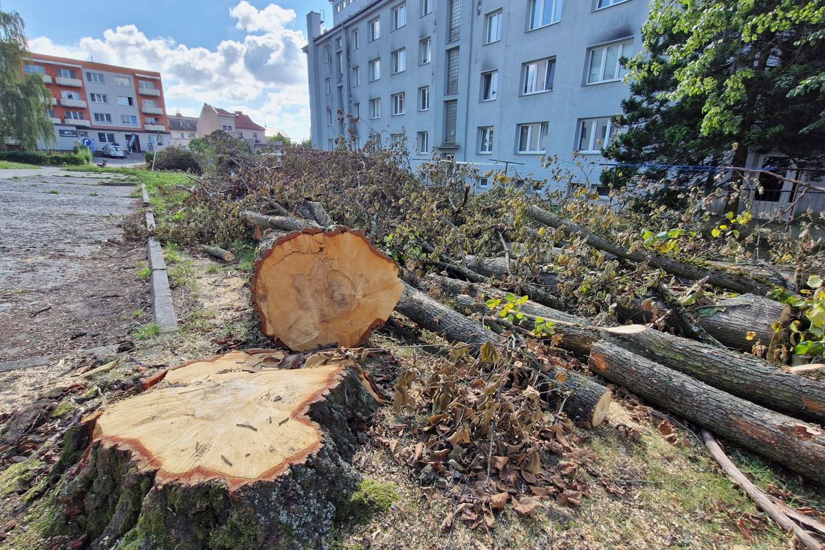 Nejdřív ptáci, teď žáby. Inspekce životního prostředí řeší další kauzu v Havlíčkově Brodě