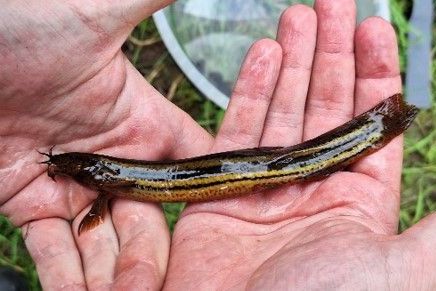 Jihočeští odborníci zachraňují piskoře pruhovaného a slunku obecnou