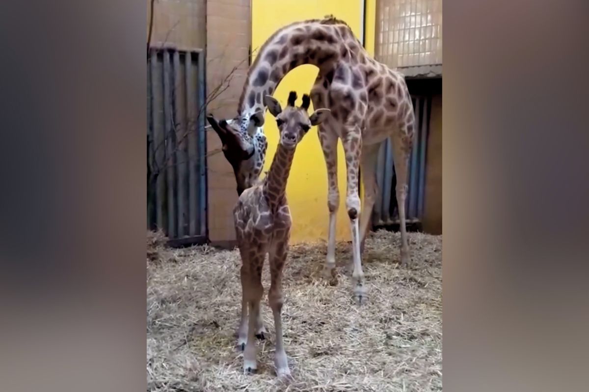 V ostravské zoo nečekaně porodila žirafa