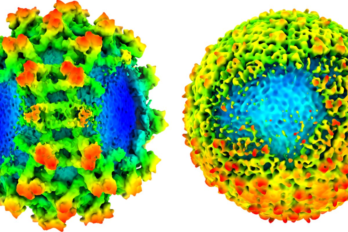 Vědci zjistili, že virus klíšťové encefalitidy není tak dokonale odolný, jak si dlouho mysleli