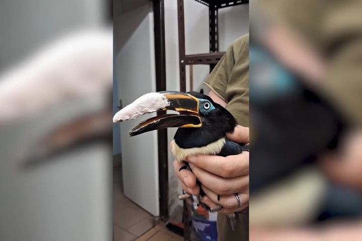 Zvláštní operace v hodonínské ZOO. Papouščí samička má po plastice zobáku