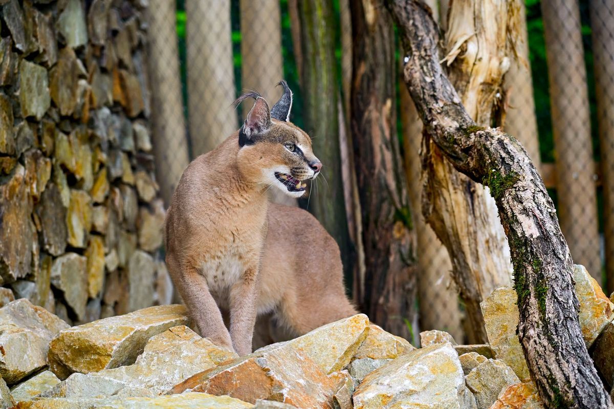 Malé šelmy se v jihlavské zoo dostaly na výsluní, mají novou expozici