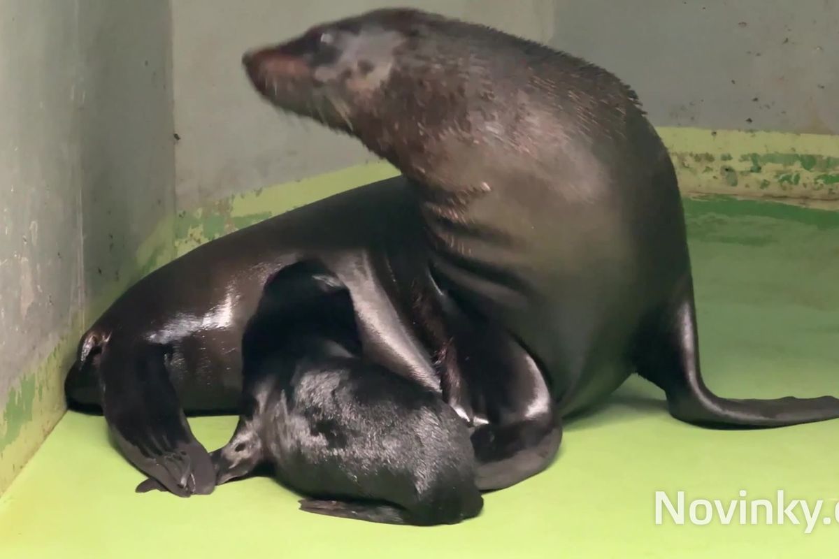 Pražská zoo má po sedmi letech nového lachtana. Návštěvníci si na něj ale ještě musí počkat