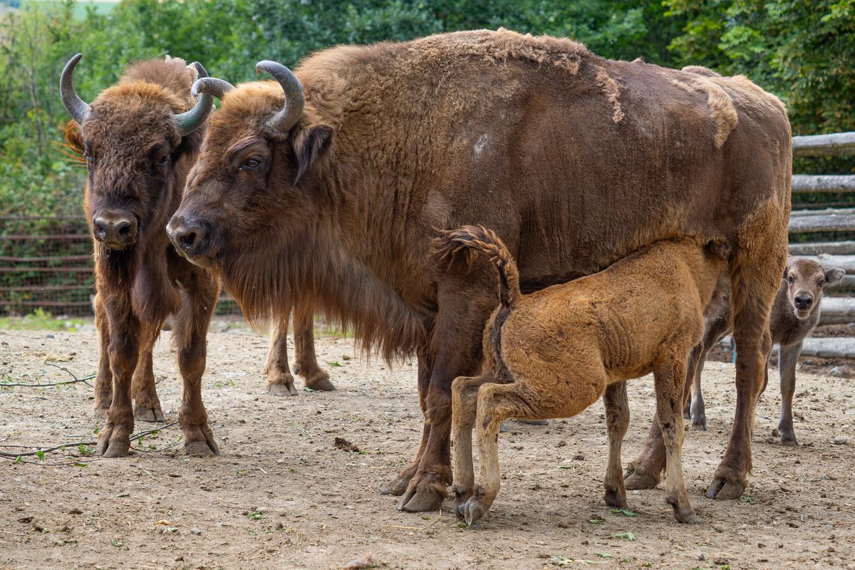 Olomoucká zoo má dvě zubří telata. Druhé si dalo s příchodem na svět na čas