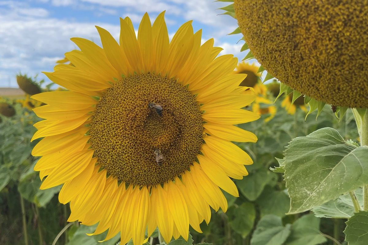 Slunečnice jsou letním šlágrem. Budějovičtí farmáři připravili speciální fotokoutek