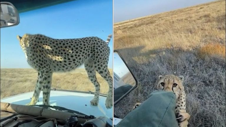 Gepardí rodinka si ze safari auta s turisty udělala hřiště