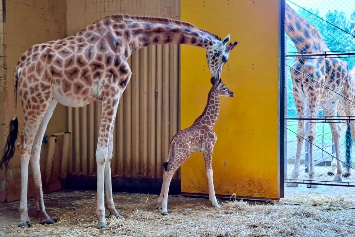 Ostravská zoologická zahrada musela utratit dvouměsíční žirafí mládě