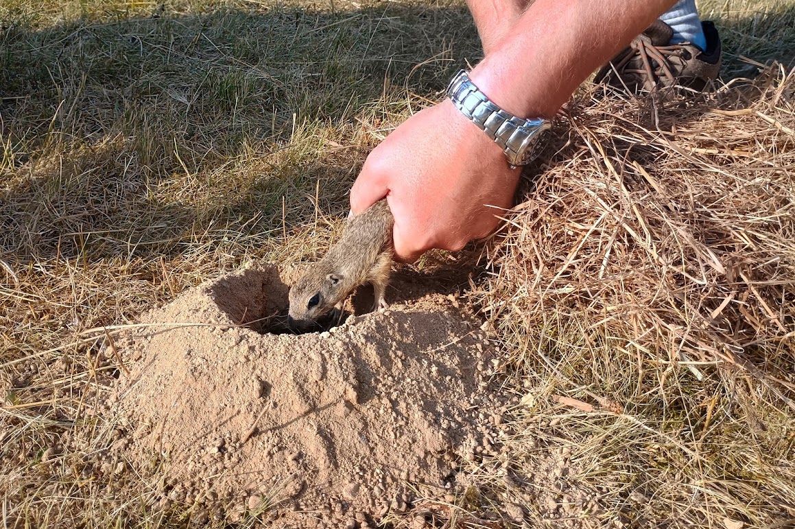 Přírodovědci zachraňují skomírající kolonie syslů u Ivančic