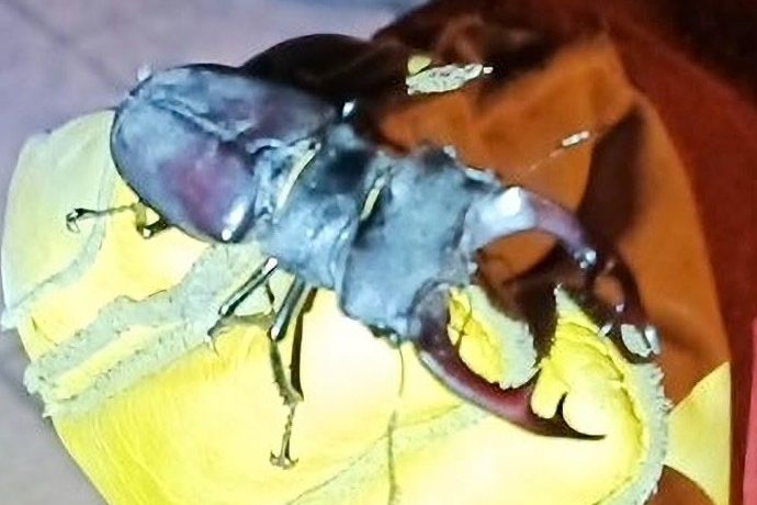 Roháč v okapu překvapil obyvatele budějovického sídliště i strážníky