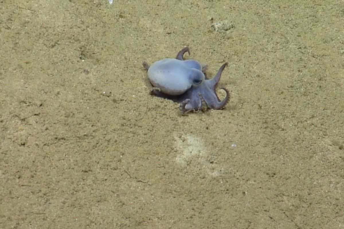 Nový druh chobotnice z Galapág žije 1800 metrů pod hladinou oceánu