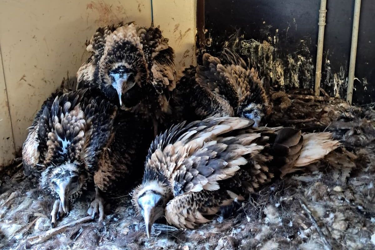 Supí pár z Ostravy má velké srdce, adoptoval cizí mláďata