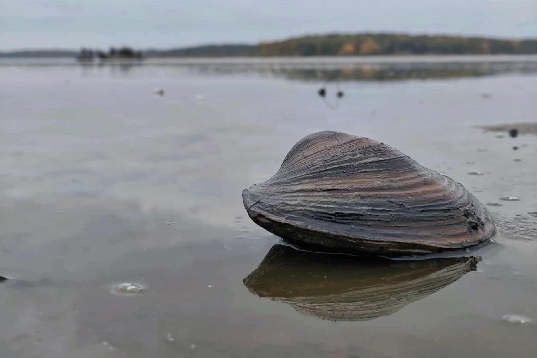 V třeboňských rybnících vyschla třetina vody. Kvůli hrozícímu úhynu ryb začaly předčasné výlovy