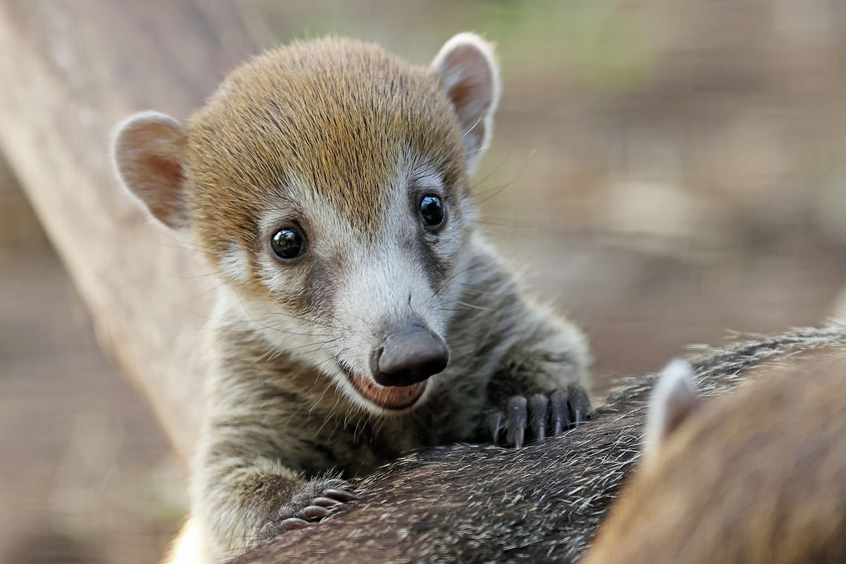 Poprvé v novodobé historii. Plzeňská zoo odchovala trojčata nosálů bělohubých