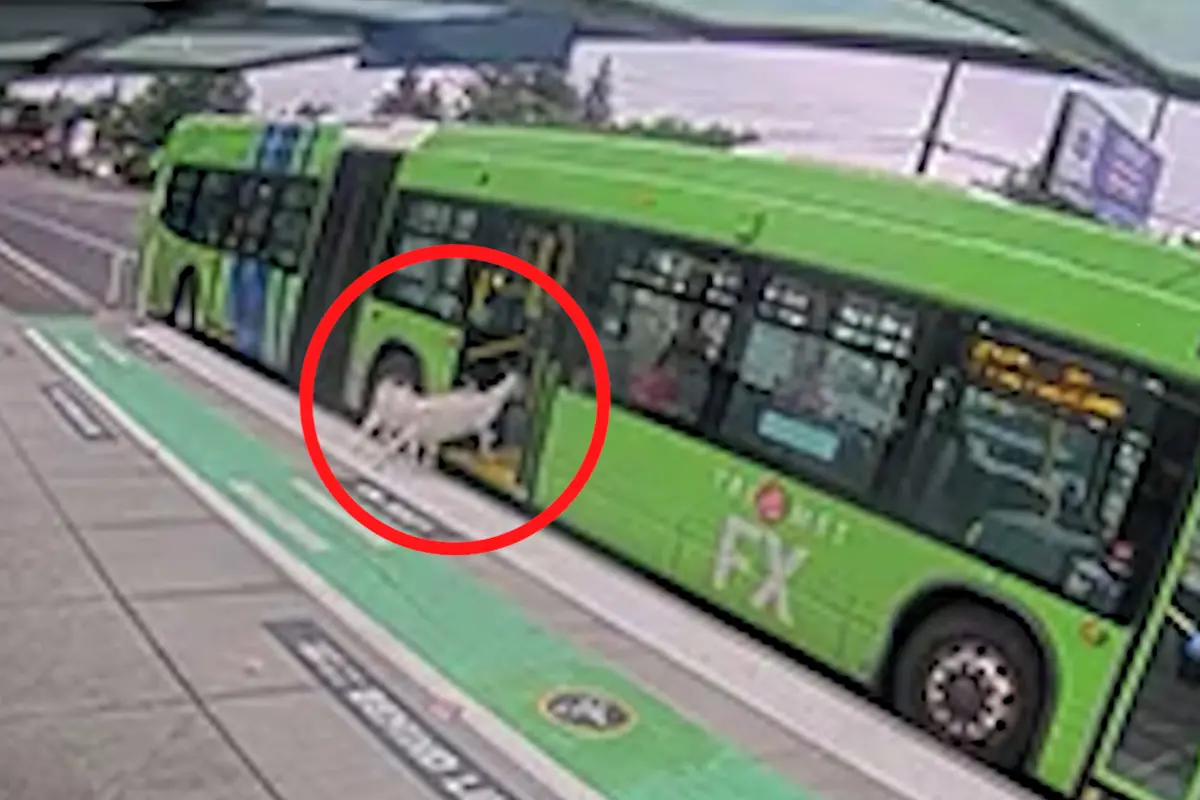 Málem to nestihly. Do autobusu MHD v Oregonu nastoupily dvě kozy