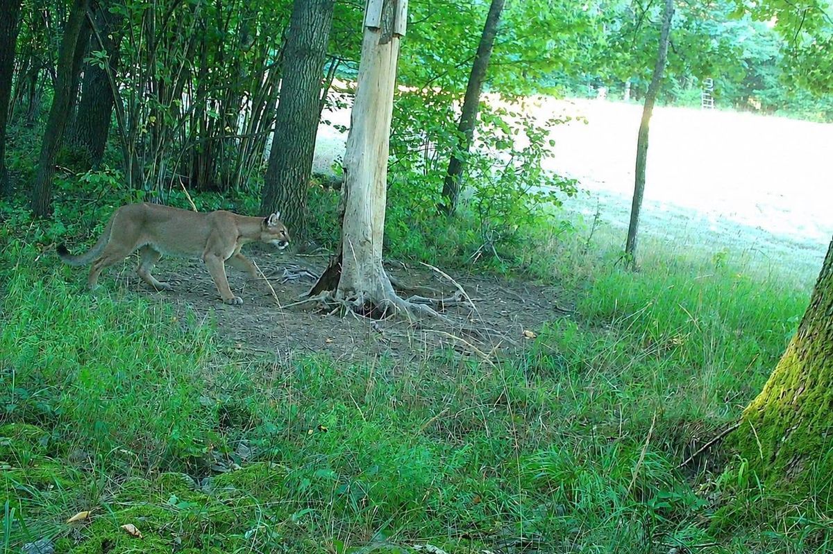 V Polsku nedaleko hranic s Českem se zřejmě potuluje puma